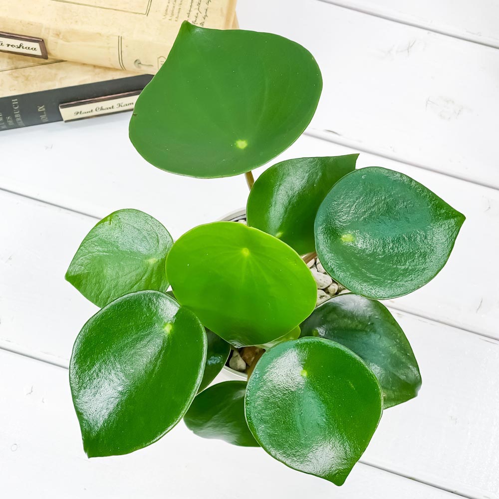 PLANCHU 観葉植物 ペペロミア ジェイド 3.5号鉢 受け皿付き 育て方説明書付き Peperomia obtusifolia ‘Jade’