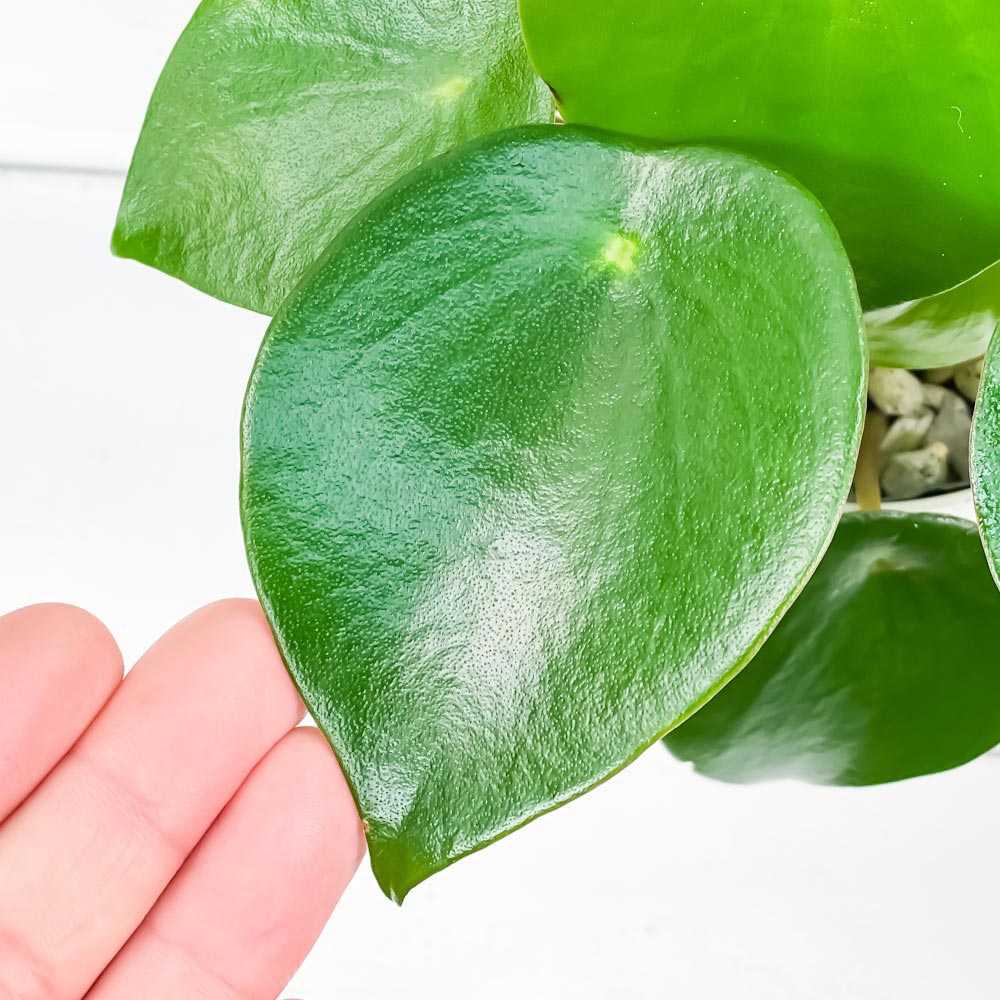 PLANCHU 観葉植物 ペペロミア ジェイド 3.5号鉢 受け皿付き 育て方説明書付き Peperomia obtusifolia ‘Jade’