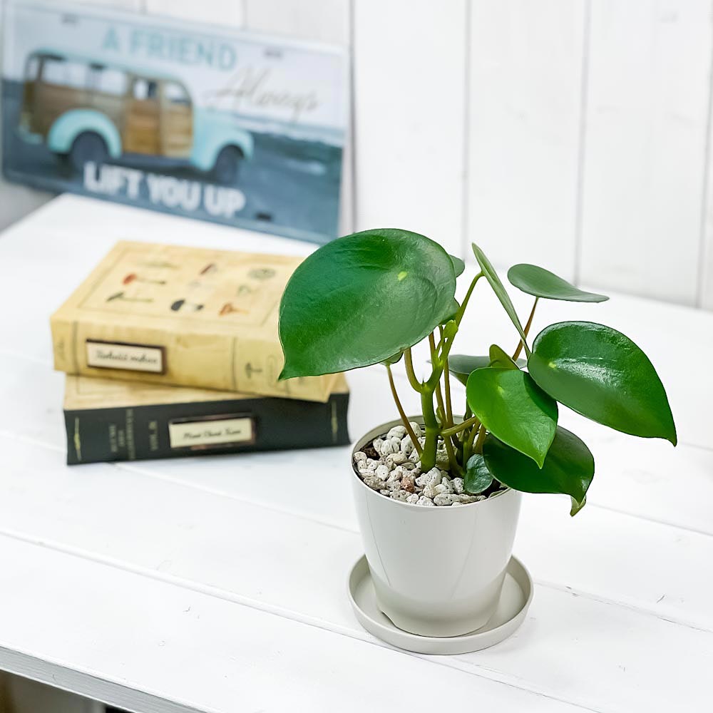 PLANCHU 観葉植物 ペペロミア ジェイド 3.5号鉢 受け皿付き 育て方説明書付き Peperomia obtusifolia ‘Jade’