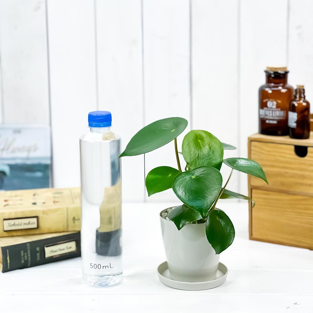 PLANCHU 観葉植物 ペペロミア ジェイド 3.5号鉢 受け皿付き 育て方説明書付き Peperomia obtusifolia ‘Jade’