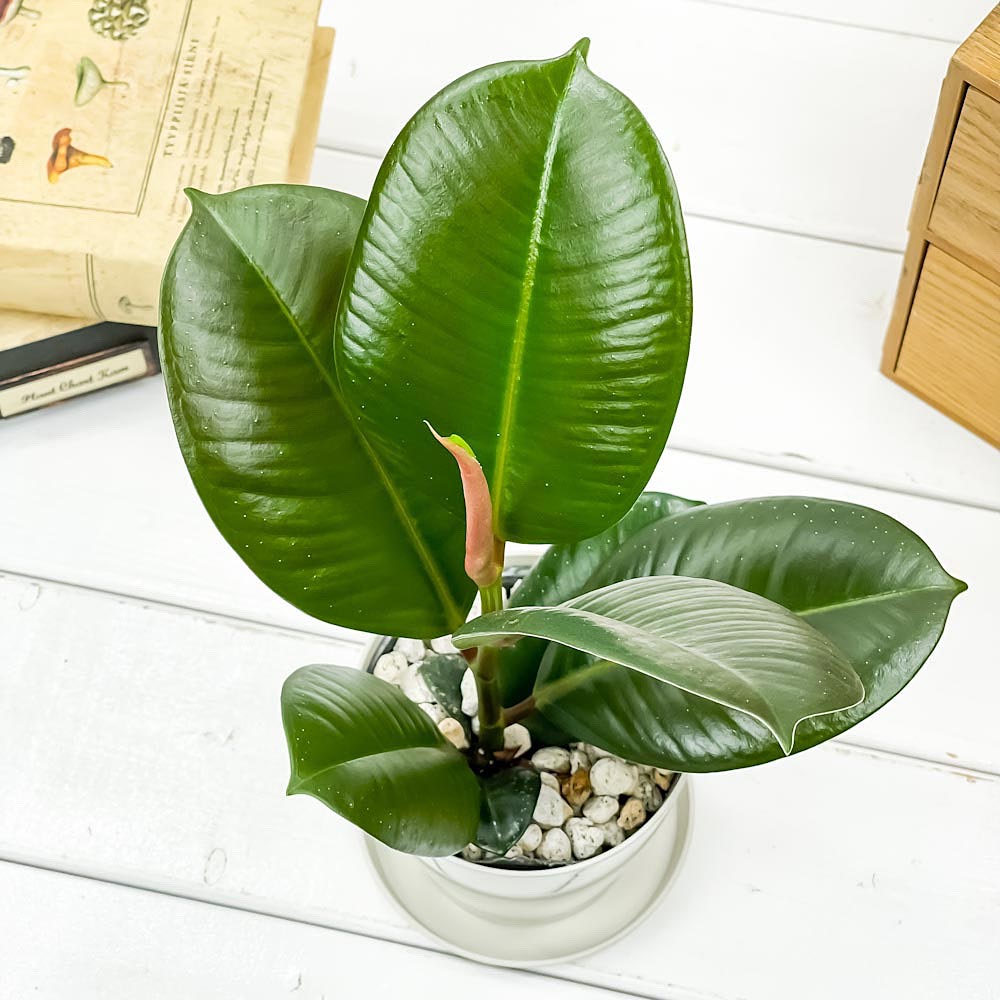 PLANCHU 観葉植物 フィカス ソフィア 3.5号鉢 受け皿付き 育て方説明書付き Ficus elastica ‘Sofia’ ゴムノキ ゴムの木 インドゴムノキ