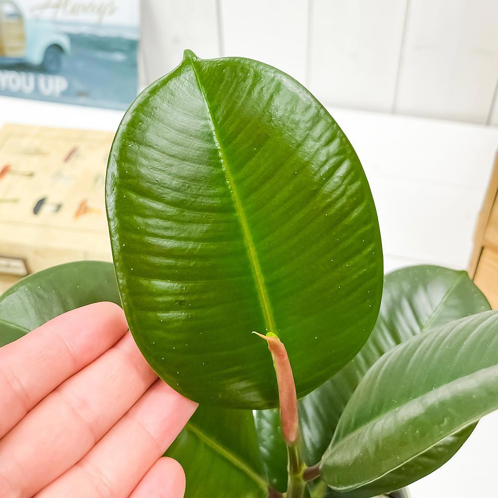 PLANCHU 観葉植物 フィカス ソフィア 3.5号鉢 受け皿付き 育て方説明書付き Ficus elastica ‘Sofia’ ゴムノキ ゴムの木 インドゴムノキ