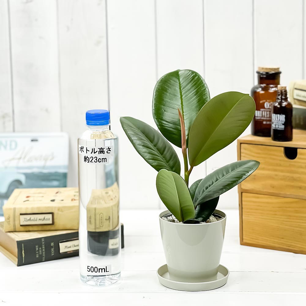 PLANCHU 観葉植物 フィカス ソフィア 3.5号鉢 受け皿付き 育て方説明書付き Ficus elastica ‘Sofia’ ゴムノキ ゴムの木 インドゴムノキ