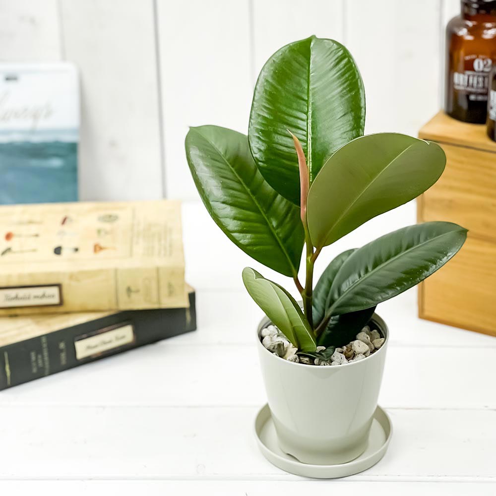 PLANCHU 観葉植物 フィカス ソフィア 3.5号鉢 受け皿付き 育て方説明書付き Ficus elastica ‘Sofia’ ゴムノキ ゴムの木 インドゴムノキ