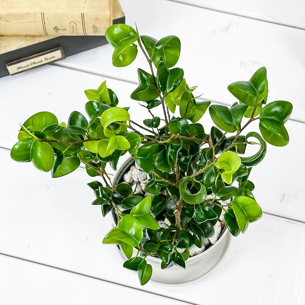 PLANCHU 観葉植物 フィカス ベンジャミン バロック 3.5号鉢 受け皿付き 育て方説明書付き Ficus benjamina ‘Barok’ 幸運を呼ぶ木 ゴムノキ ゴムの木