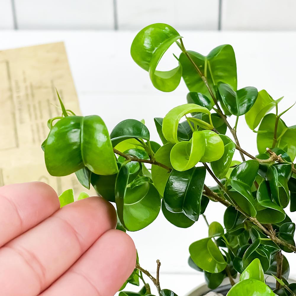 PLANCHU 観葉植物 フィカス ベンジャミン バロック 3.5号鉢 受け皿付き 育て方説明書付き Ficus benjamina ‘Barok’ 幸運を呼ぶ木 ゴムノキ ゴムの木