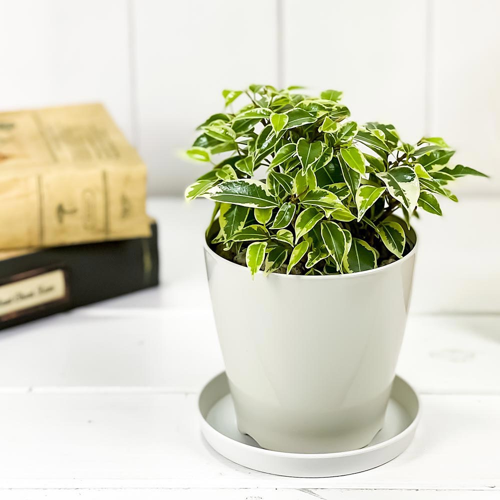 PLANCHU 観葉植物 フィカス ベンジャミン ラブリー 3.5号鉢 受け皿付き 育て方説明書付き Ficus benjamina ‘Lovely’ 幸運を呼ぶ木
