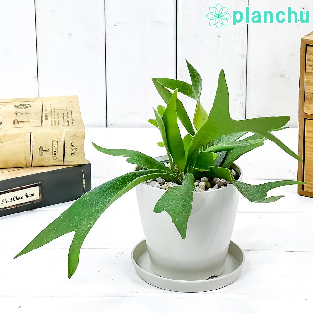 PLANCHU 観葉植物 プラティケリウム ネザーランズ 3.5号鉢 育て方説明書付き Platycerium ‘Netherlands’ ネザーランド ビカクシダ コウモリラン シダ植物