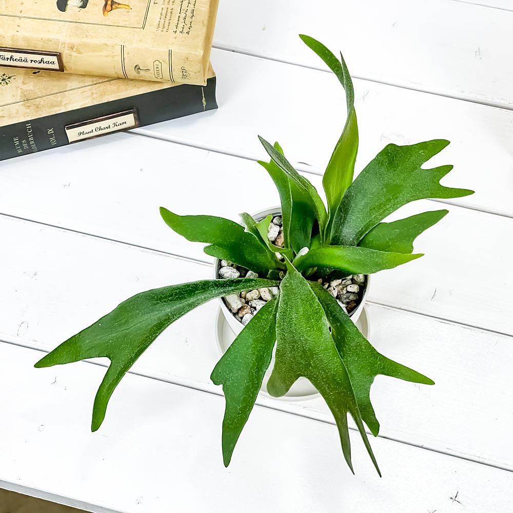 PLANCHU 観葉植物 プラティケリウム ネザーランズ 3.5号鉢 育て方説明書付き Platycerium ‘Netherlands’ ネザーランド ビカクシダ コウモリラン シダ植物