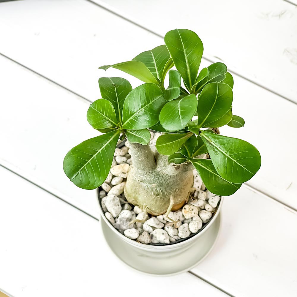 PLANCHU 観葉植物 アデニウム 3.5号鉢 受け皿付き 育て方説明書付き Adenium コーデックス 塊根植物 多肉植物