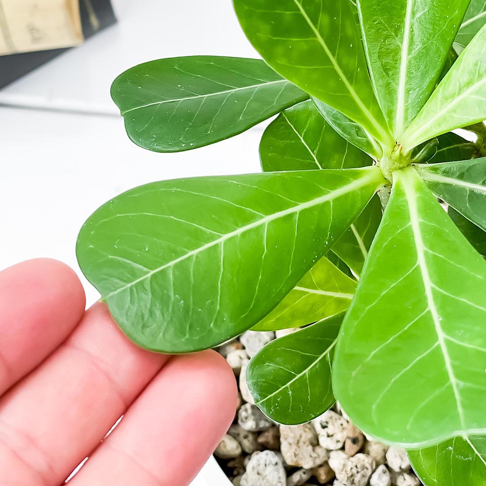 PLANCHU 観葉植物 アデニウム 3.5号鉢 受け皿付き 育て方説明書付き Adenium コーデックス 塊根植物 多肉植物