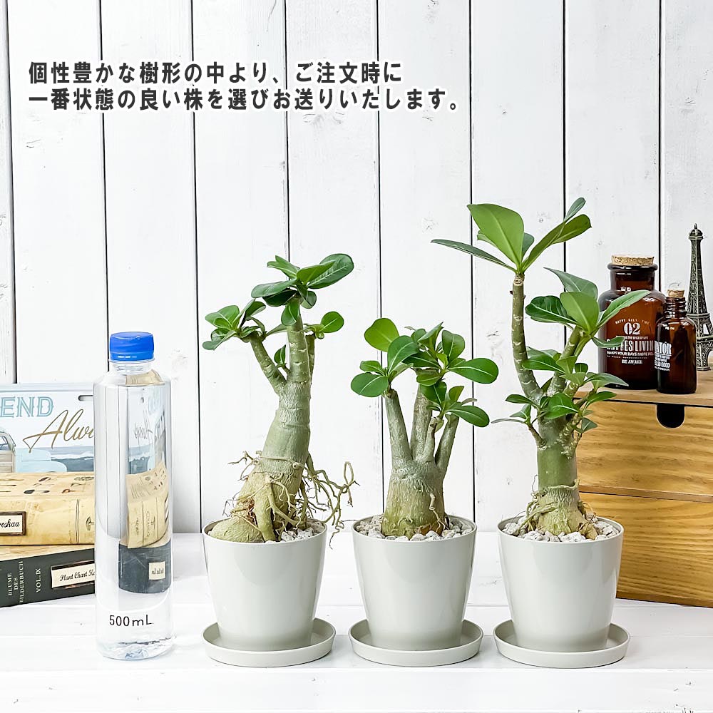 PLANCHU 観葉植物 アデニウム 3.5号鉢 受け皿付き 育て方説明書付き Adenium コーデックス 塊根植物 多肉植物