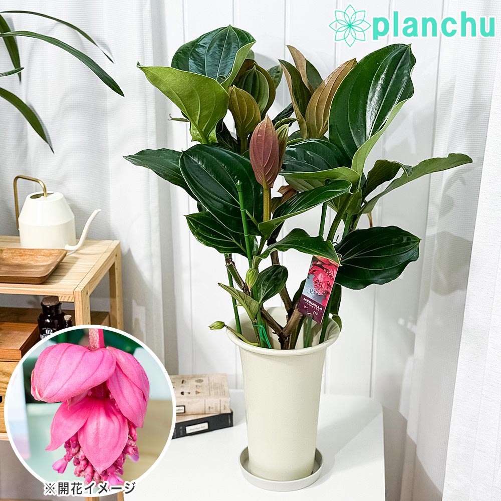 PLANCHU 熱帯花木 メディニラ マグニフィカ フラメンコ 7号鉢 受け皿付き 育て方説明書付き Medinilla magnifica ‘Flamenco’ 熱帯の宝石 観葉植物 鉢花