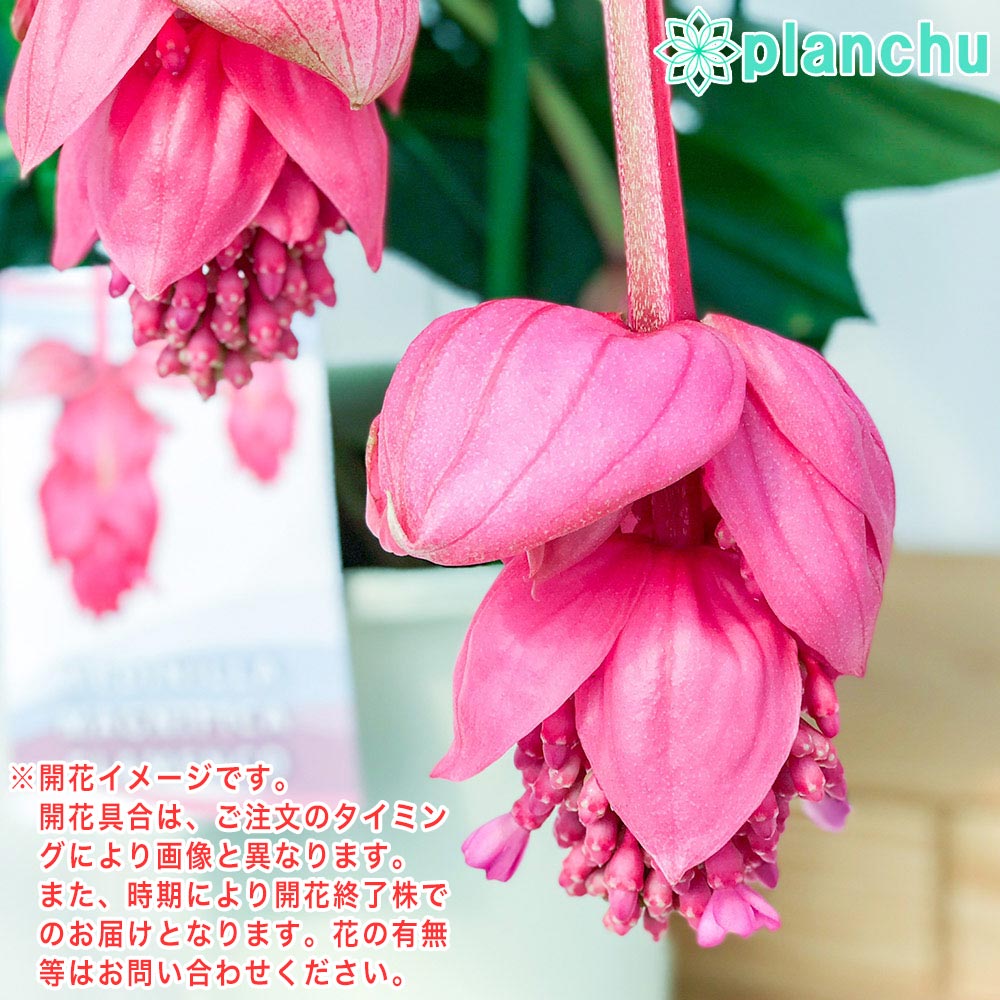 PLANCHU 熱帯花木 メディニラ マグニフィカ フラメンコ 7号鉢 受け皿付き 育て方説明書付き Medinilla magnifica ‘Flamenco’ 熱帯の宝石 観葉植物 鉢花