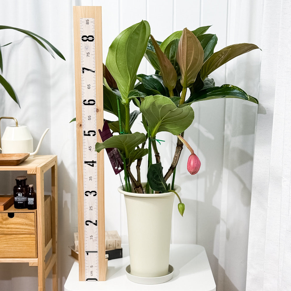 PLANCHU 熱帯花木 メディニラ マグニフィカ フラメンコ 7号鉢 受け皿付き 育て方説明書付き Medinilla magnifica ‘Flamenco’ 熱帯の宝石 観葉植物 鉢花