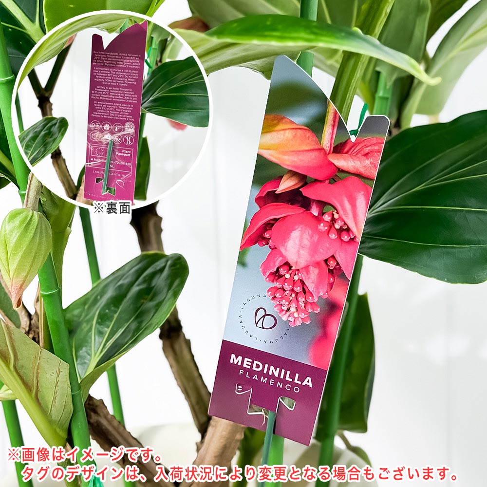 PLANCHU 熱帯花木 メディニラ マグニフィカ フラメンコ 7号鉢 受け皿付き 育て方説明書付き Medinilla magnifica ‘Flamenco’ 熱帯の宝石 観葉植物 鉢花
