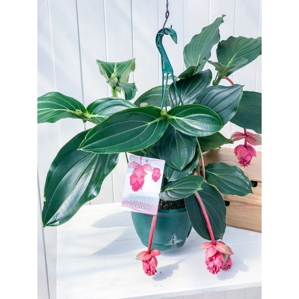 PLANCHU 熱帯花木 メディニラ マグニフィカ フラメンコ 7号吊り鉢 開花終了株 Medinilla magnifica ‘Flamenco’ 観葉植物 鉢花