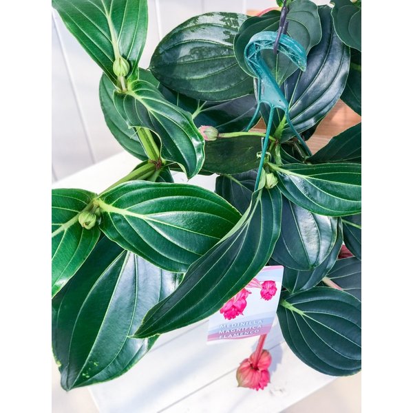 PLANCHU 熱帯花木 メディニラ マグニフィカ フラメンコ 7号吊り鉢 開花終了株 Medinilla magnifica ‘Flamenco’ 観葉植物 鉢花