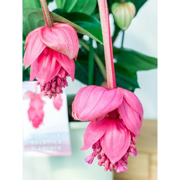 PLANCHU 熱帯花木 メディニラ マグニフィカ フラメンコ 7号吊り鉢 開花終了株 Medinilla magnifica ‘Flamenco’ 観葉植物 鉢花