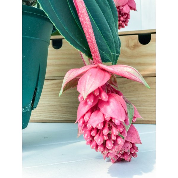 PLANCHU 熱帯花木 メディニラ マグニフィカ フラメンコ 7号吊り鉢 開花終了株 Medinilla magnifica ‘Flamenco’ 観葉植物 鉢花