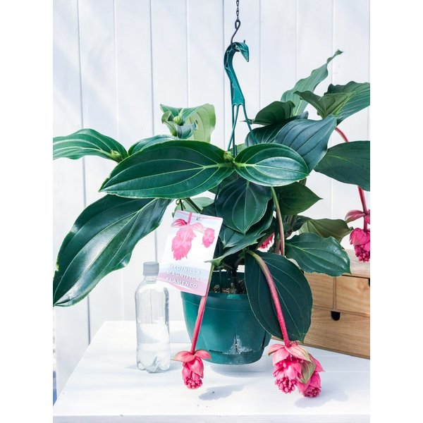 PLANCHU 熱帯花木 メディニラ マグニフィカ フラメンコ 7号吊り鉢 開花終了株 Medinilla magnifica ‘Flamenco’ 観葉植物 鉢花