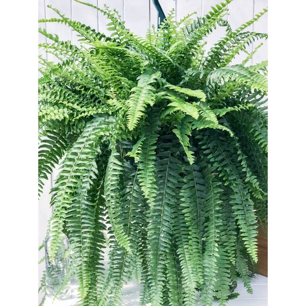 PLANCHU 観葉植物 ネフロレピス ボストニエンシス 7号吊り鉢 育て方説明書付き Nephrolepis exaltata ‘Bostoniensis’ ボストンファーン ボストンファン シダ植物