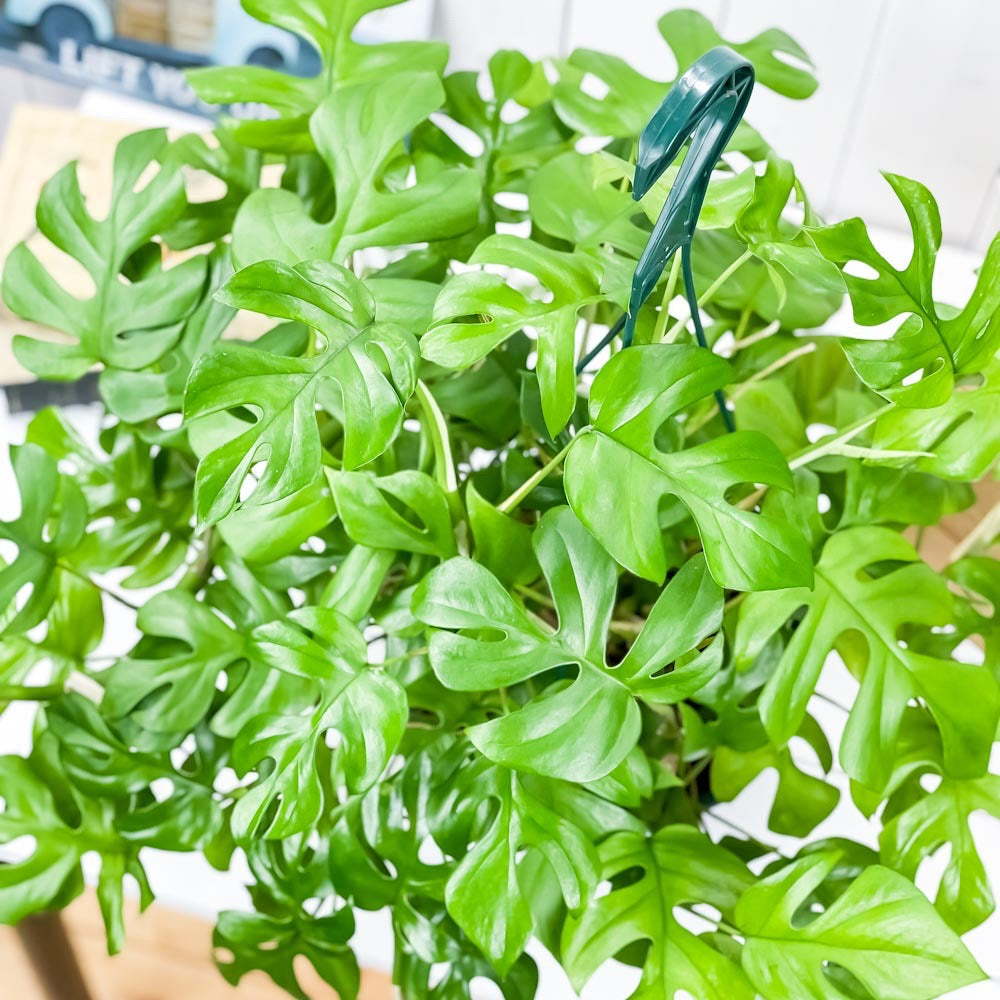 PLANCHU 観葉植物 ヒメモンステラ 7号吊り鉢 育て方説明書付き Rhaphidophora tetrasperma ラフィドフォラ モンステラ アロイド