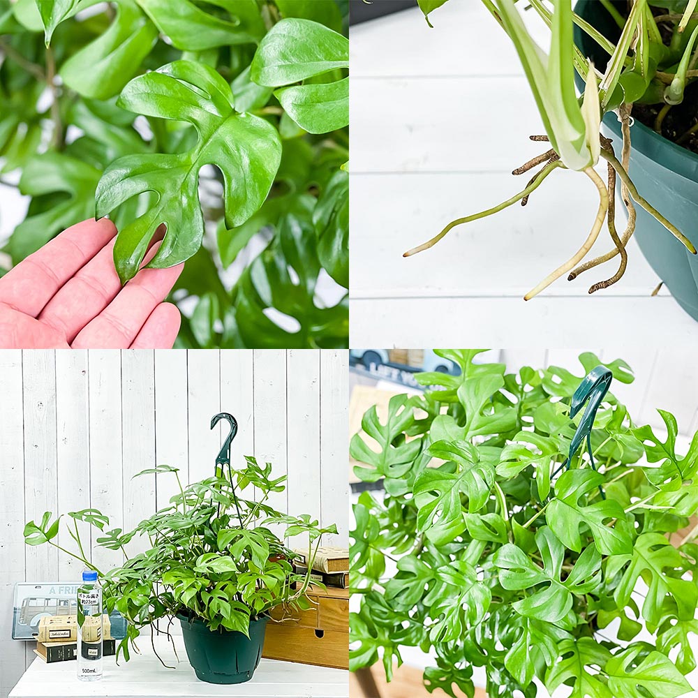 PLANCHU 観葉植物 ヒメモンステラ 7号吊り鉢 育て方説明書付き Rhaphidophora tetrasperma ラフィドフォラ モンステラ アロイド