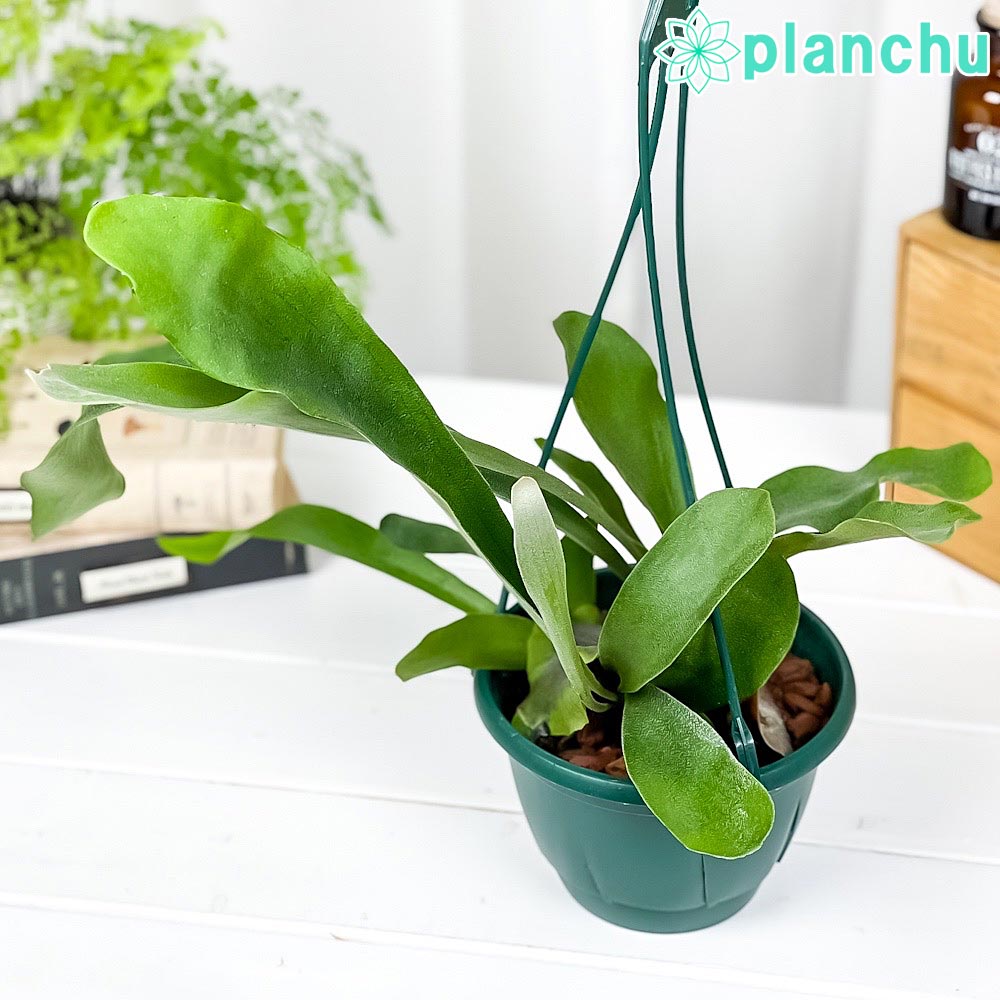 PLANCHU 観葉植物 プラティケリウム ネザーランズ 5号吊り鉢 育て方