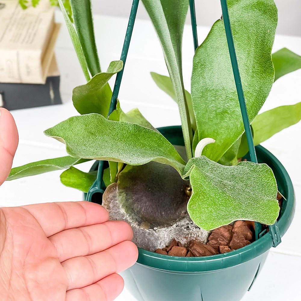 PLANCHU 観葉植物 ビカクシダ ネザーランズ 5号吊り鉢 育て方説明書付き Platycerium ‘Netherlands’ ネザーランド プラティケリウム コウモリラン シダ