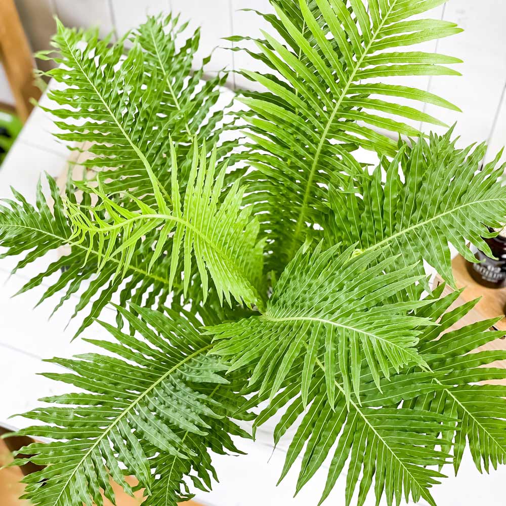 PLANCHU 観葉植物 ブレクナム シルバーレディ 6号鉢 受け皿付き 育て方説明書付き Blechnum gibbum ‘Silver Lady’ シダ植物