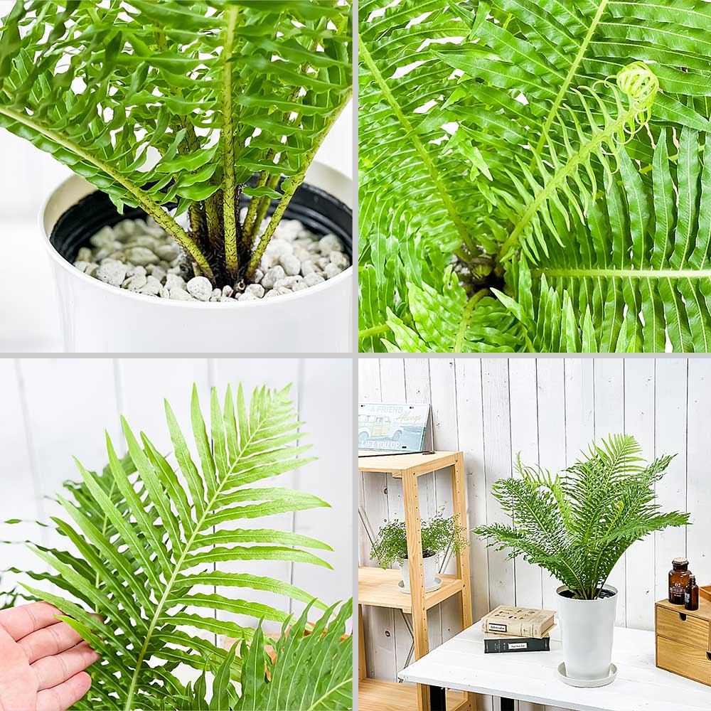 PLANCHU 観葉植物 ブレクナム シルバーレディ 6号鉢 受け皿付き 育て方説明書付き Blechnum gibbum ‘Silver Lady’ シダ植物