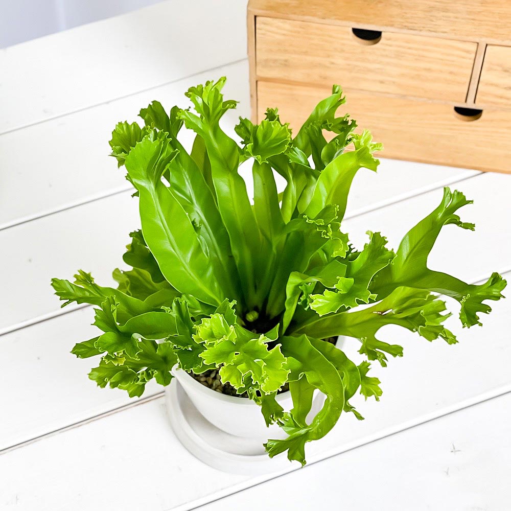 PLANCHU 観葉植物 アスプレニウム レズリー 4号樹脂鉢 ホワイト サスティー付き 受け皿付き 育て方説明書付き Asplenium nidus ‘Leslie’ シダ シマオオタニワタリ
