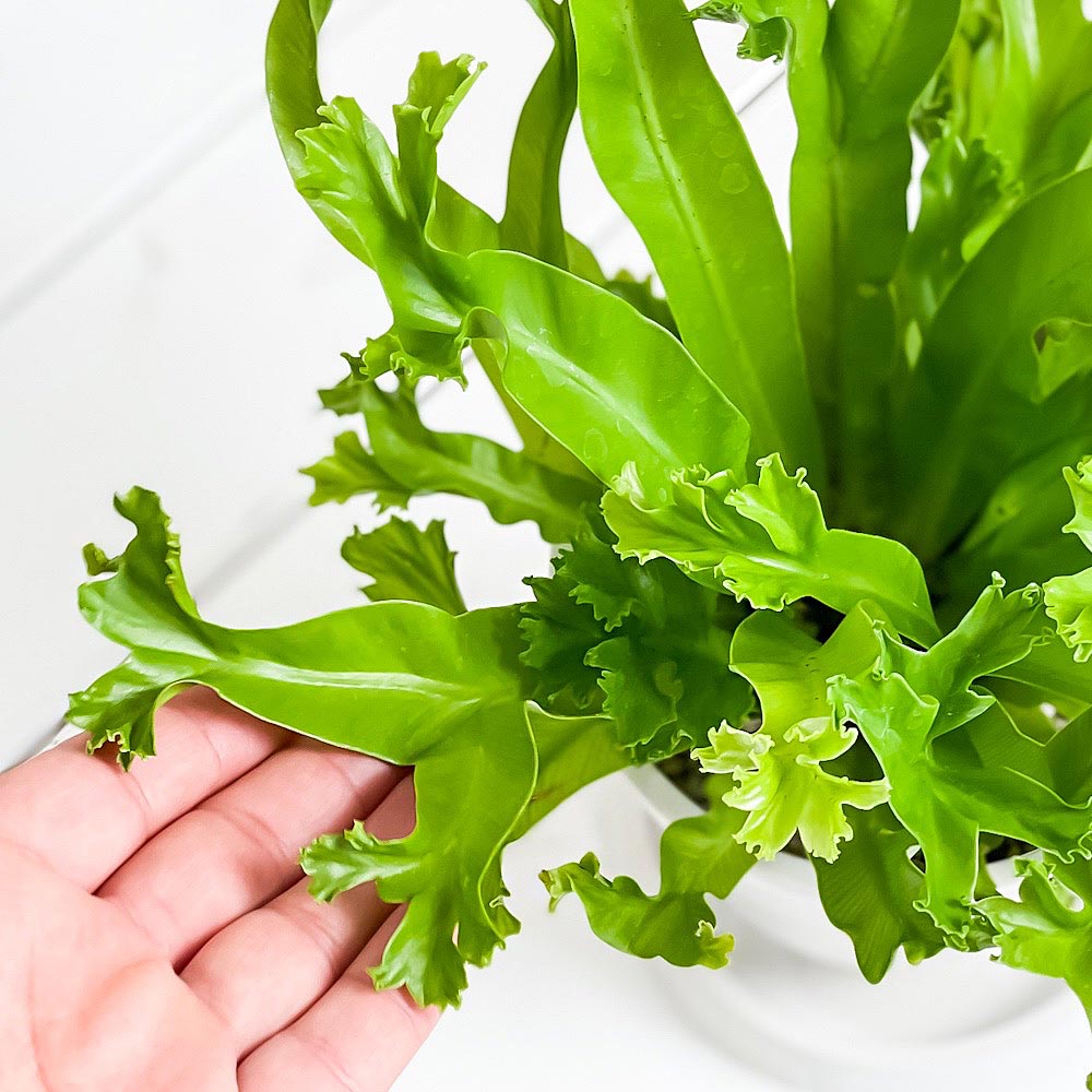 PLANCHU 観葉植物 アスプレニウム レズリー 4号樹脂鉢 ホワイト サスティー付き 受け皿付き 育て方説明書付き Asplenium nidus ‘Leslie’ シダ シマオオタニワタリ