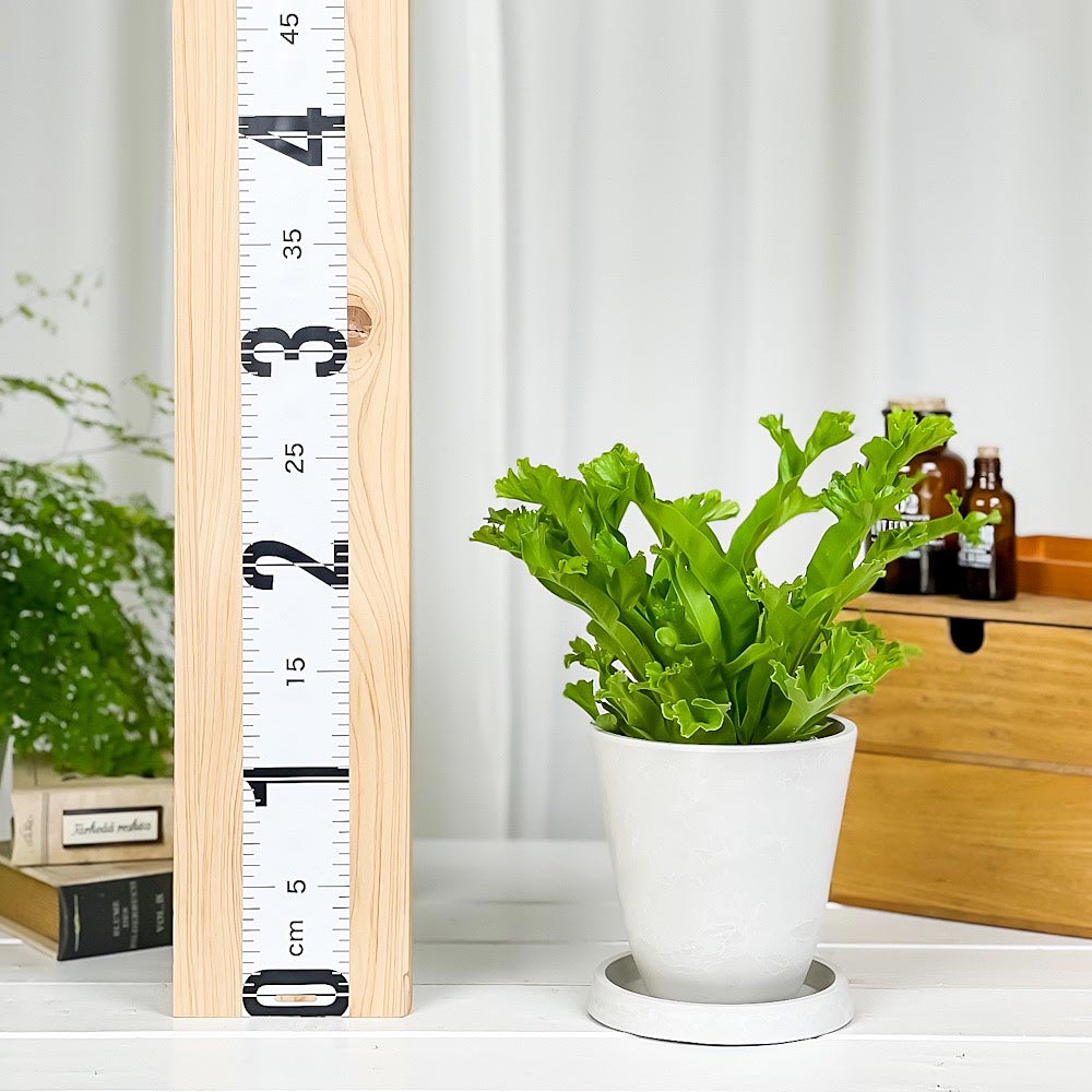 PLANCHU 観葉植物 アスプレニウム レズリー 4号樹脂鉢 ホワイト サスティー付き 受け皿付き 育て方説明書付き Asplenium nidus ‘Leslie’ シダ シマオオタニワタリ