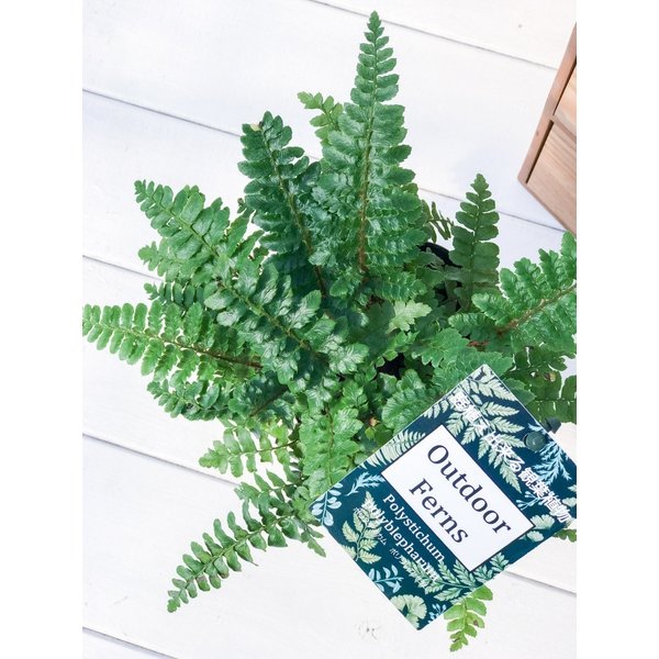 PLANCHU 観葉植物 ポリスティカム ポリブレファラム 3.5号ポット Polystichum polyblepharum シダ
