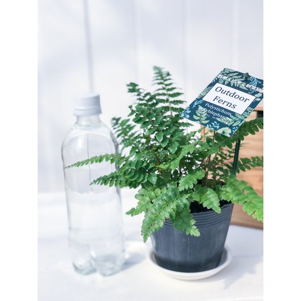 PLANCHU 観葉植物 ポリスティカム ポリブレファラム 3.5号ポット Polystichum polyblepharum シダ