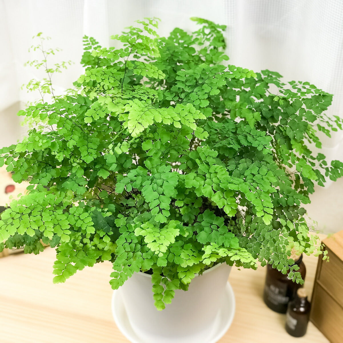 PLANCHU 観葉植物 アジアンタム フリッツルーシー 6号鉢 受け皿付き 育て方説明書付き Adiantum raddianum ‘Fritz Luthi’ シダ植物