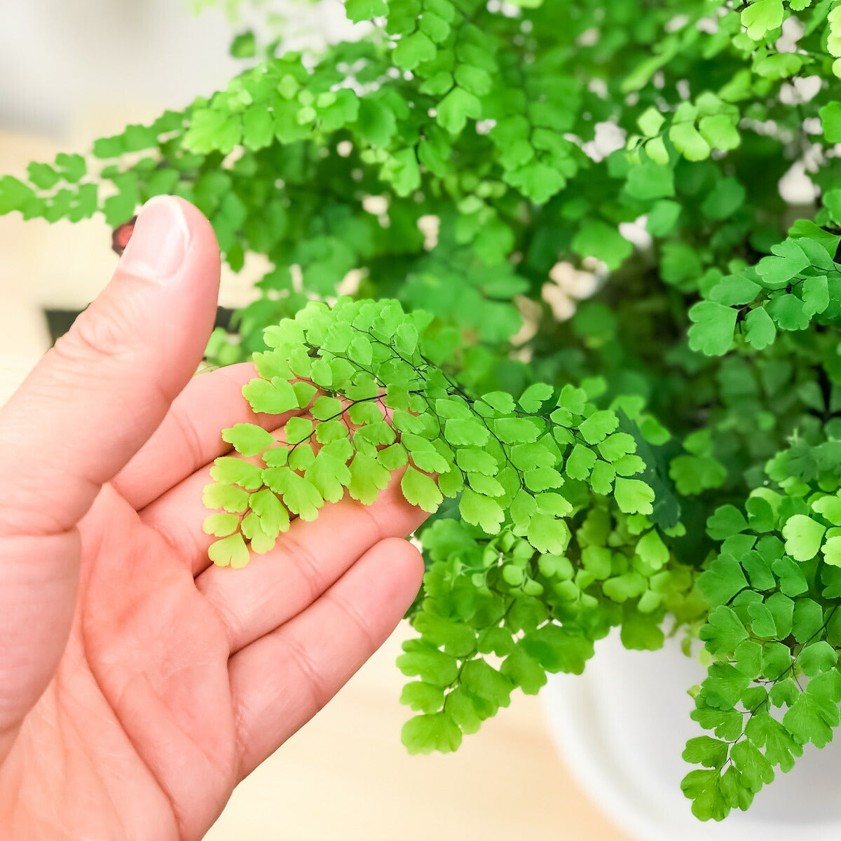 PLANCHU 観葉植物 アジアンタム フリッツルーシー 6号鉢 受け皿付き 育て方説明書付き Adiantum raddianum ‘Fritz Luthi’ シダ植物