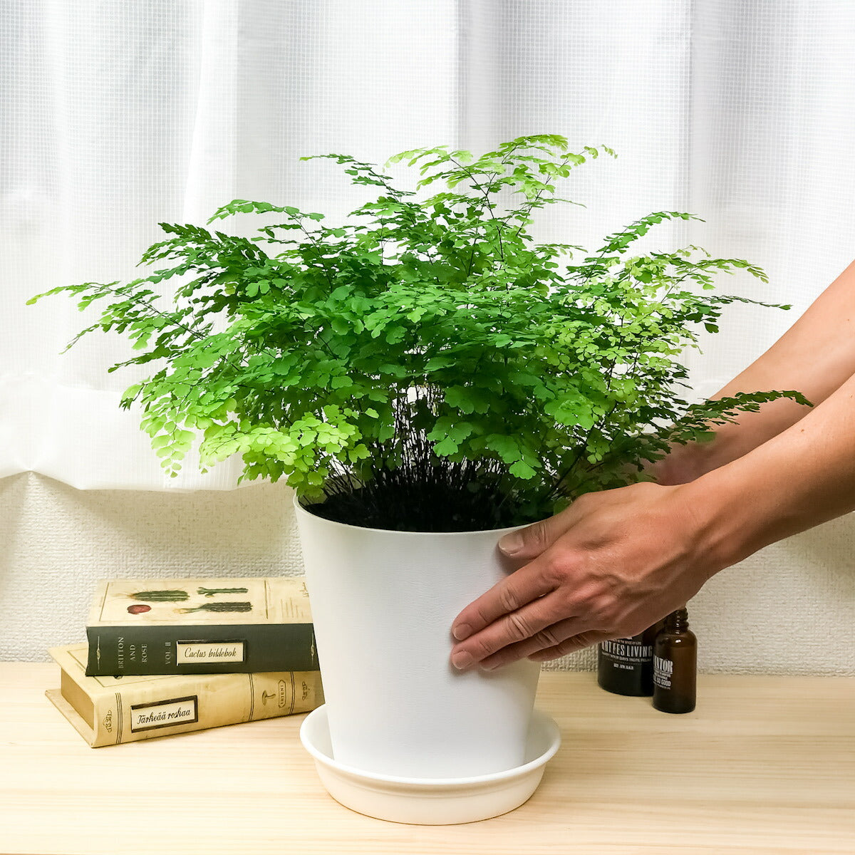 PLANCHU 観葉植物 アジアンタム フリッツルーシー 6号鉢 受け皿付き 育て方説明書付き Adiantum raddianum ‘Fritz Luthi’ シダ植物
