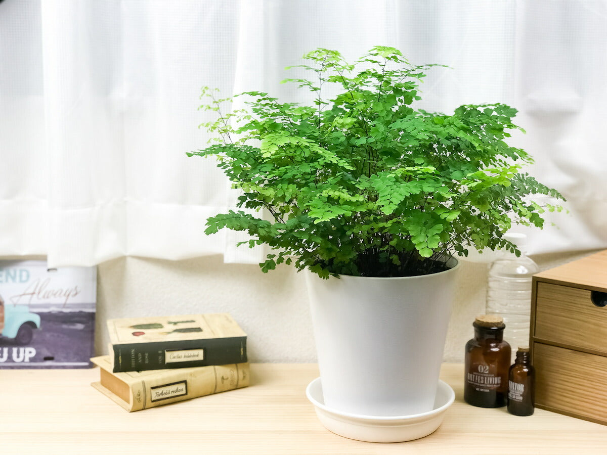 PLANCHU 観葉植物 アジアンタム フリッツルーシー 6号鉢 受け皿付き 育て方説明書付き Adiantum raddianum ‘Fritz Luthi’ シダ植物