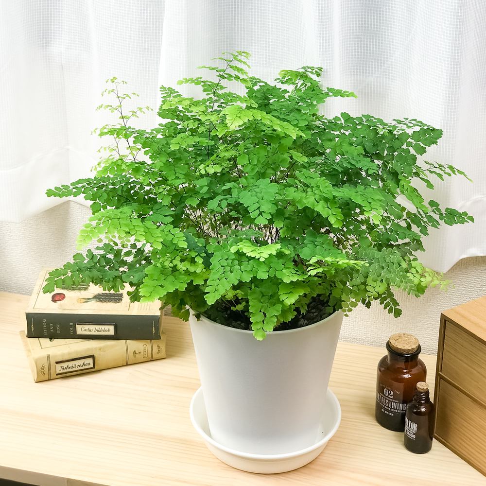 PLANCHU 観葉植物 アジアンタム フリッツルーシー 6号鉢 受け皿付き 育て方説明書付き Adiantum raddianum ‘Fritz Luthi’ シダ植物