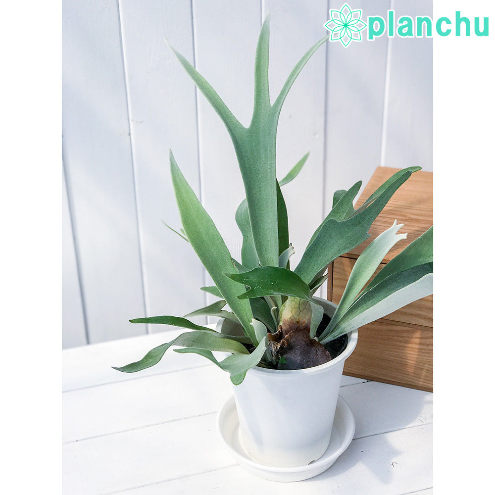 PLANCHU 観葉植物 プラティケリウム ヴィーチー 5号鉢 Platycerium