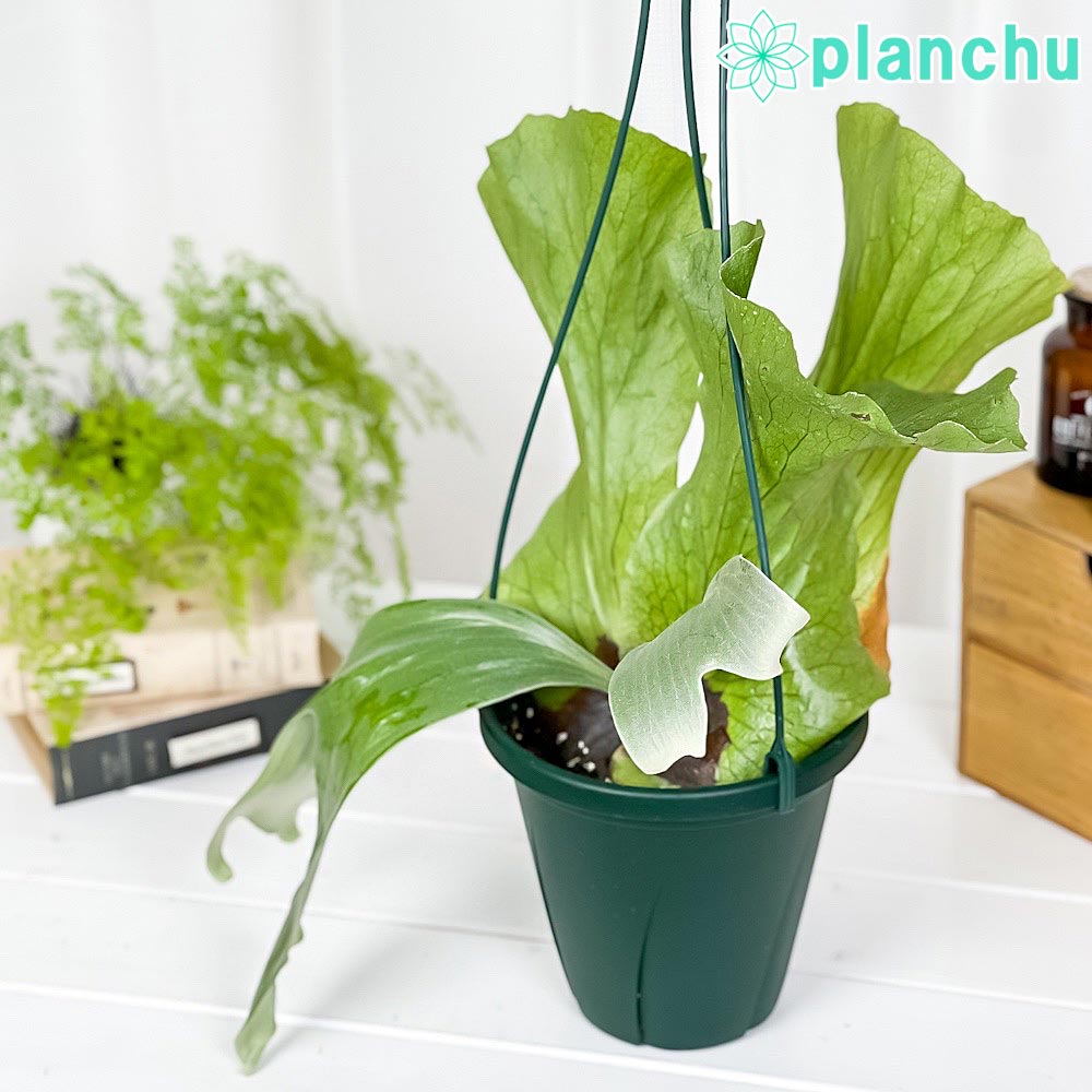 PLANCHU 観葉植物 プラティケリウム ステマリア 6号吊り鉢 育て方説明