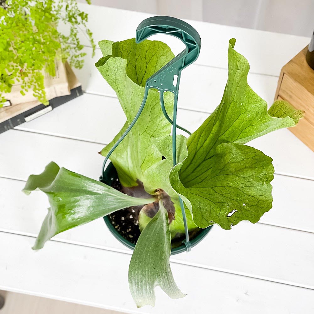 PLANCHU 観葉植物 プラティケリウム ステマリア 6号吊り鉢 育て方説明書付き Platycerium stemaria ビカクシダ コウモリラン シダ植物