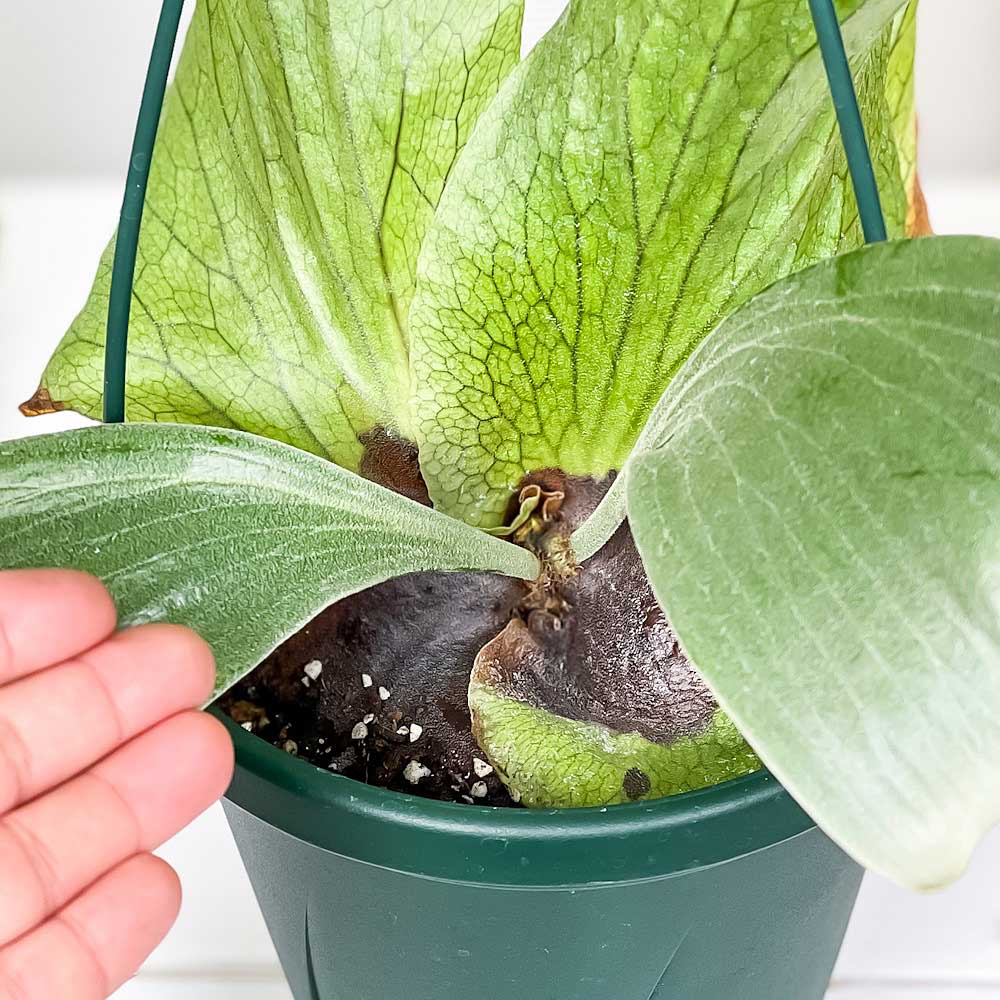 PLANCHU 観葉植物 プラティケリウム ステマリア 6号吊り鉢 育て方説明書付き Platycerium stemaria ビカクシダ コウモリラン シダ植物