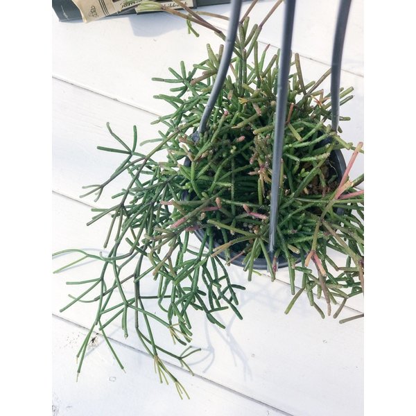 PLANCHU 観葉植物 リプサリス クラウァタ 3.5号吊り鉢 Rhipsalis clavata 森林性サボテン