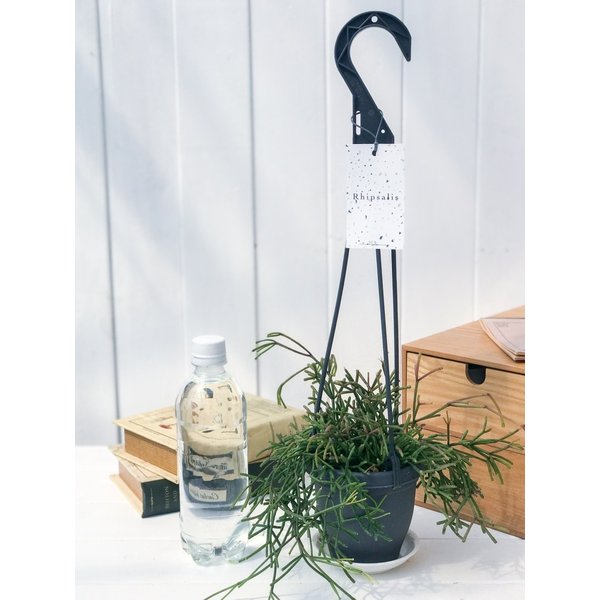 PLANCHU 観葉植物 リプサリス クラウァタ 3.5号吊り鉢 Rhipsalis clavata 森林性サボテン