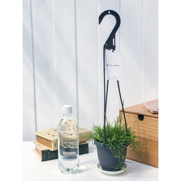 PLANCHU 観葉植物 リプサリス カスッサ 3.5号吊り鉢 Rhipsalis cassutha 森林性サボテン