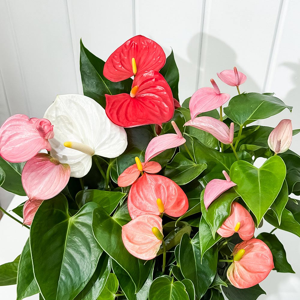 PLANCHU 観葉植物 アンスリウム 花色おまかせ 4号鉢 受け皿付き 育て方説明書付き Anthurium andraeanum アンスリューム アロイド 鉢花